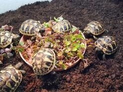 Griechische Landschildkröten in 6840 Götzis