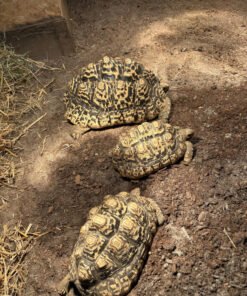 Pantherschildkröten in 6460 Imst