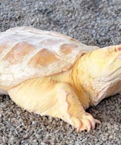 Albino-Schnappschildkröte