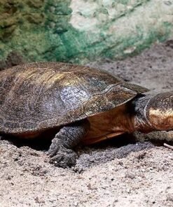 Peters Halswender-Schildkröte