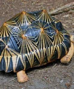 Strahlenschildkröte "High yellow" NZ´ 23 (ca. 10cm/270g ) Astrochelys radiata (Originalbild)