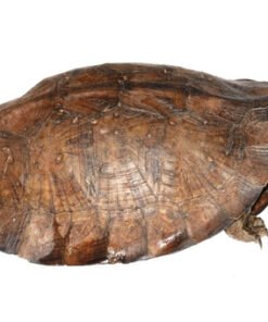Asiatische Blattschildkröte