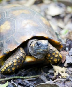 Yellow Foot Tortoise (Geochelone denticulata)