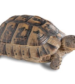 Griechische Landschildkröte Kaufen