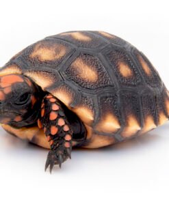 Kirschkopf-Rotfußschildkröte