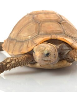 Langgestreckte Schildkröte