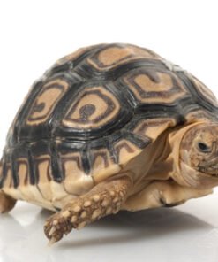 Leopardenschildkröte