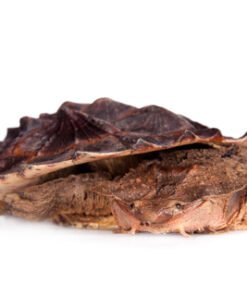 Mata Mata Schildkröte