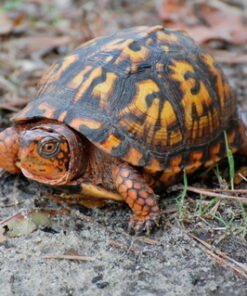 Östliche Dosenschildkröte
