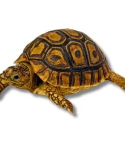 Stigmochelys pardalis – Pantherschildkröte