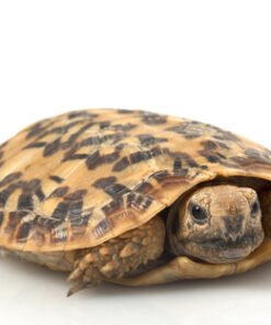 Pfannkuchenschildkröte