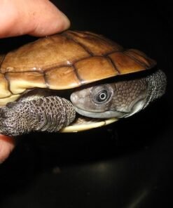 Riemannsche Schlangenhalsschildkröte