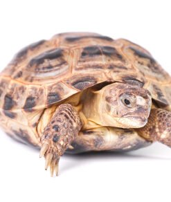 Russische Landschildkröte