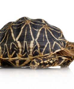 Sternschildkröte Kaufen