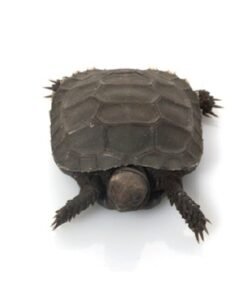 Burmesische Bergschildkröte
