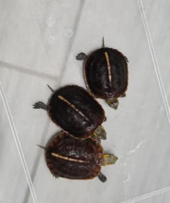 Entzückende Östliche Dosenschildkröten