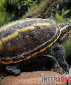 Dreistreifen-Klappschildkröte, Kinosternon baurii
