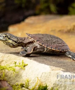 Dunkle Krötenkopfschildkröte, Phrynops geoffroanus