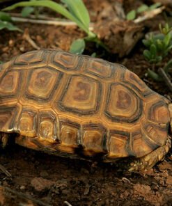 Forest Hingeback Tortoise (Kinixys erosa)