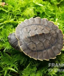 Grüne Spitzkopfschildkröte, Elseya branderhorsti
