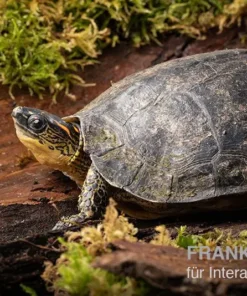 Guyana-Erdschildkröte, Rhinoclemmys punctularia