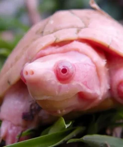 Rote Spitzkopfschildkröte Albino