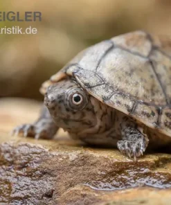 Gekielte Moschusschildkröte, Kinosternon carinatum