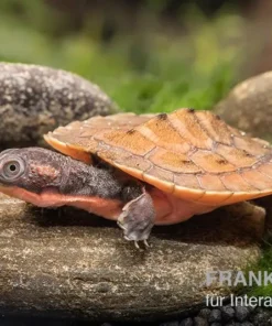 Neuguinea-Schnappschildkröte, Emydura novaeguineae