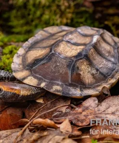 Plattschildkröte, Platemys platycephala