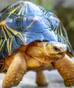 Strahlenschildkröte NZ´23 (ca.11,5cm/330g) Astrochelys radiata