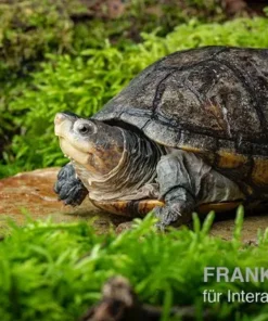 Rotwangen-Klappschildkröte, Kinosternon cruentatum