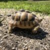 Ägyptische Landschildkröte Kaufen