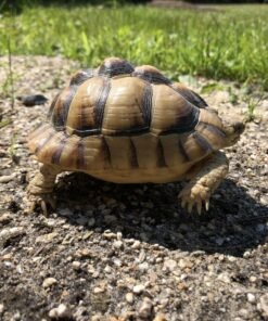 Ägyptische Landschildkröte Kaufen